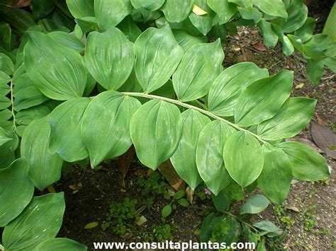 Polygonatum odoratum or Solomon's-Seal | Care and Growing