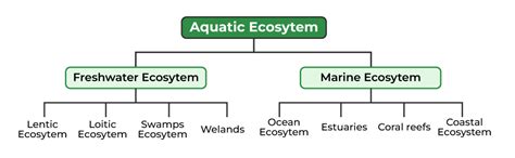 Aquatic Ecosystems Types: Exploring the Diversity Beneath the Waves