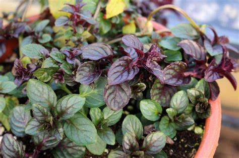 These plants are the next best thing to chocolate | Mint plants, Plants, Easy herbs to grow