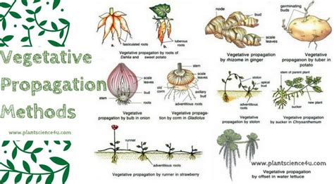 Vegetative Propagation Methods | Propagation, Propagating plants ...