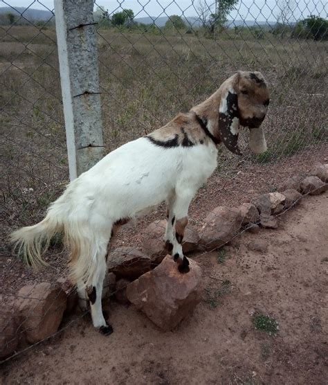 Female Jamunapari Goat at Rs 9000/piece in Nagpur | ID: 20913386133