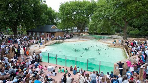 Penguin Beach | London Zoo