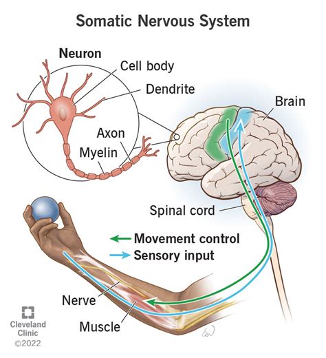 Somatic Nervous System: What It Is & Function