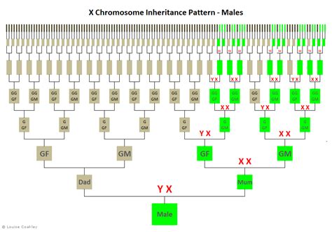 For Males: X-Chromosome Inheritance Pattern From: http://genie1.com.au ...