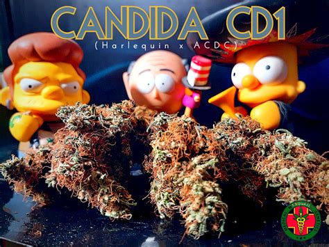 Candida (von Medical Marijuana Genetics) :: Cannabis Sorten Infos