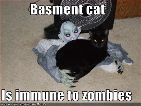 Basment cat Is immune to zombies - Cheezburger - Funny Memes | Funny Pictures