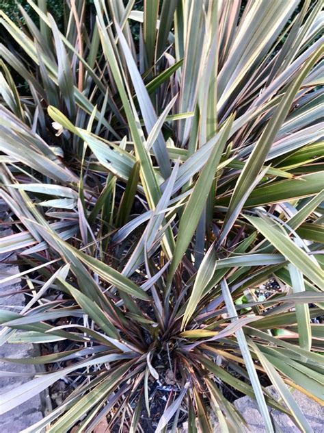 Phormium tenax or New Zealand Flax | Online Flower Garden