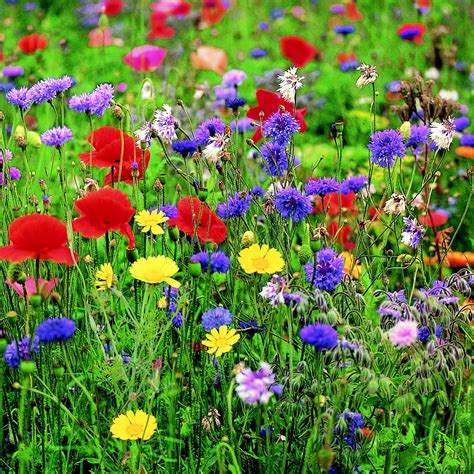 Wildflowers are ideal for inviting bees and butterflies to your garden. Their bright contrasting ...