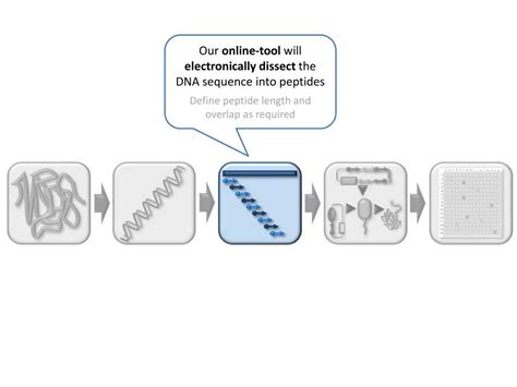 PPT - Reverse translate to obtain the DNA sequence PowerPoint Presentation - ID:4914899