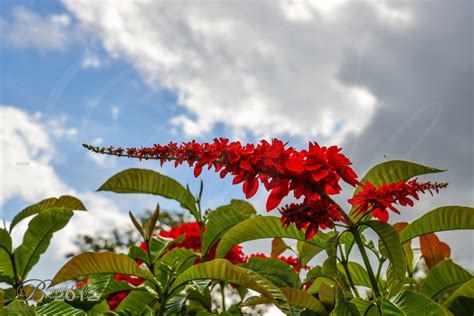 Chaconia by Laci Meixner / 500px