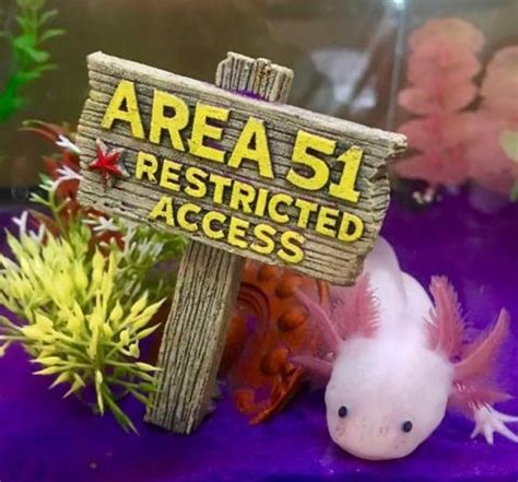 5 Food Options for Axolotls - PetHelpful