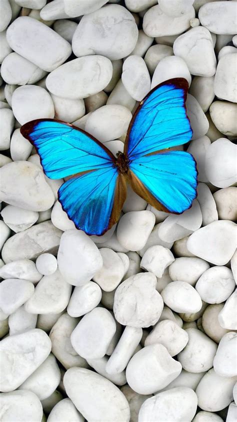 Light Blue Cute Blue Butterfly Wallpaper - Download Free Mock-up