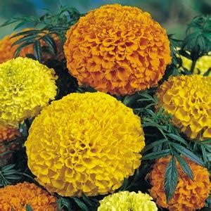 Marigold - tall varieties - Living Colour Plants