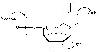 Nucleic Acids