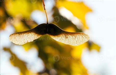 seeds of maple 9709295 Stock Photo at Vecteezy