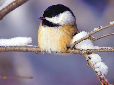 🔥 [80+] Free Winter Birds Desktop Wallpapers | WallpaperSafari