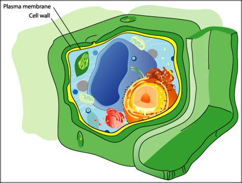 BioBook | Leaf: What are cell walls?