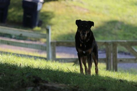 Metaphor: The Secret Of Housebreaking A Puppy - Bedlam Farm