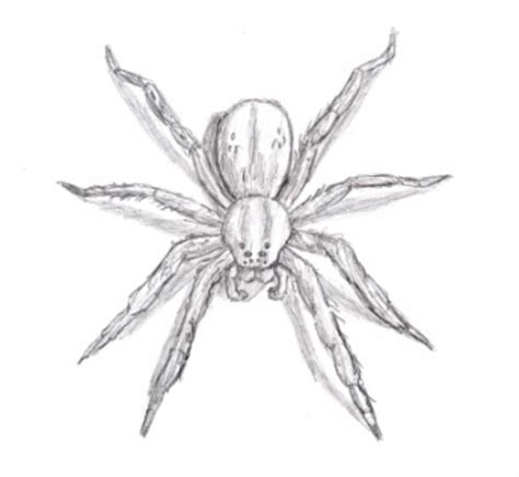 How to learn to draw a spider a simple pencil step by step 7 | Spider drawing, Spider art ...