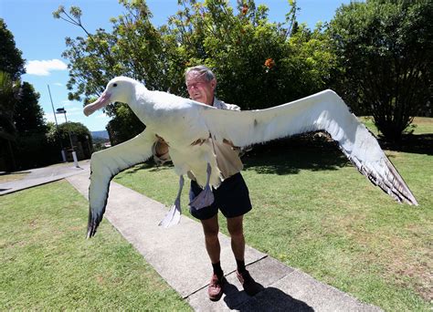 Watch this albatross fail spectacularly at landing while a chick just ...