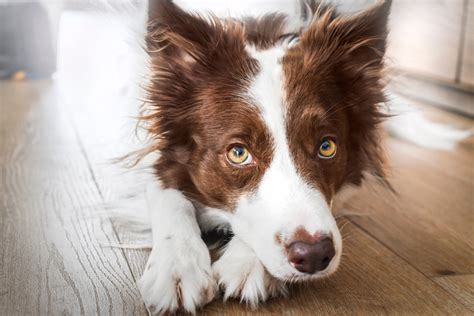 Genetic Eye Diseases in Collies - Veterinary Vision Center