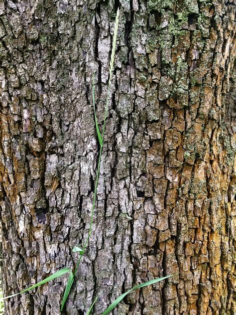 Pear tree bark stock image. Image of woods, photography - 11167761