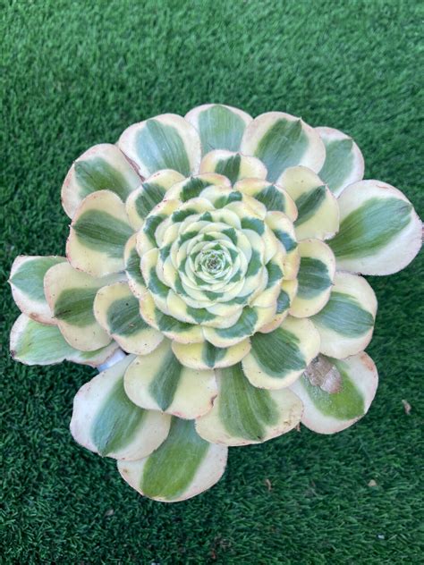 Rare Aeonium Poseidon - Etsy