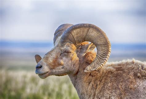 Male Bighorn Sheep with Horns Stock Photo - Image of curved, color ...