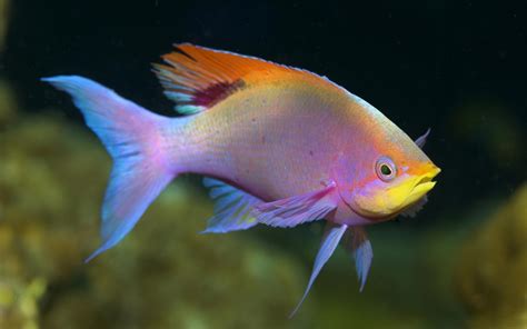 Rainbow Fish wallpaper | animals | Wallpaper Better