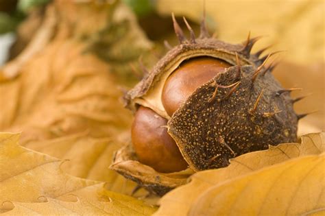 Download free photo of Conker,tree,seasonal,season,plant - from needpix.com