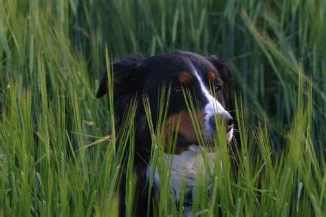 Foxtail grass dog symptoms and how to protect our dogs