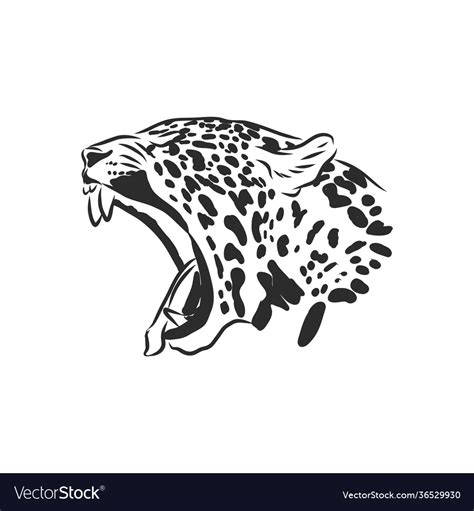 Jaguar Face Clipart Black And White