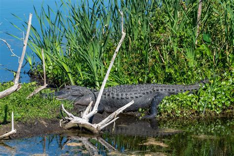 Breaking News: Lake Apopka Wildlife Drive is closing this weekend | The Apopka Voice