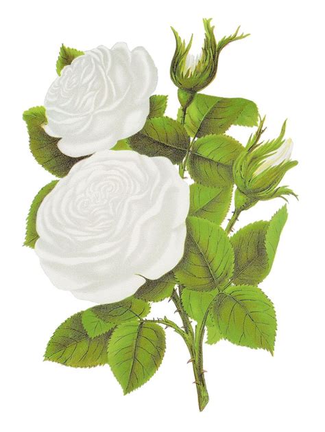 Free Digital Flower White Rose Graphic Botanical Clip Art of Coquette ...