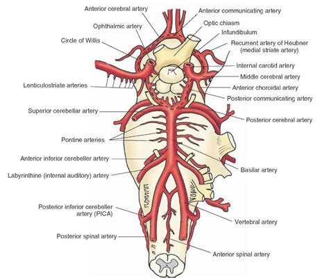 The internal carotid artery and vertebro-basilar system. Major branches of the internal carotid ...