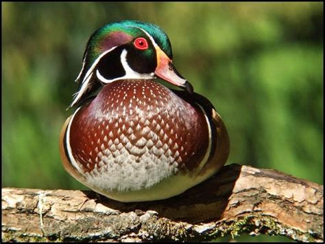 Wood Duck Hunting Tips – Creek Hunting : Duck Hunting Chat