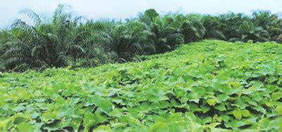 Legume: Mucuna Bracteata « Applied Agricultural Resources