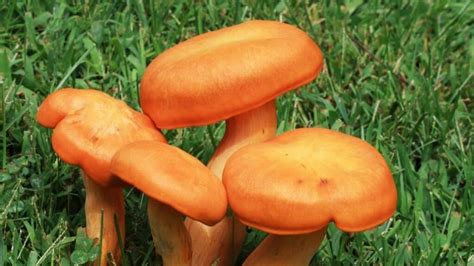 How Can You Tell If Wild Mushrooms Are Safe To Eat?