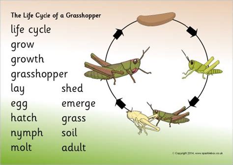 Life Cycle of a Grasshopper Word Mat (SB10841) | Life cycles, Tree life ...