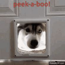 Peek A Boo GIFs | Tenor