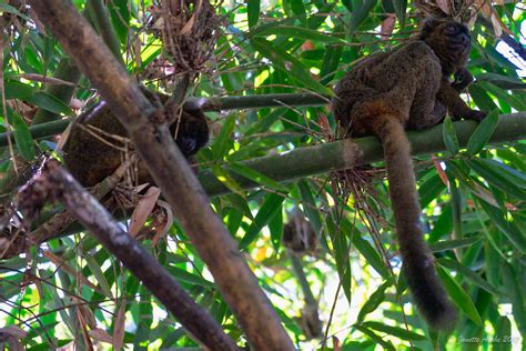 Greater Bamboo Lemurs | These are most of the lemurs we saw … | Flickr