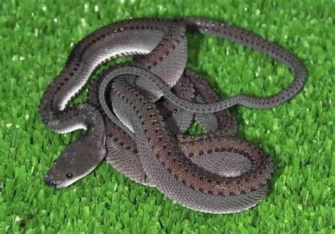 Ular Naga Xenodermus Javanicus - Ular Asli Indonesia - PINTERpandai