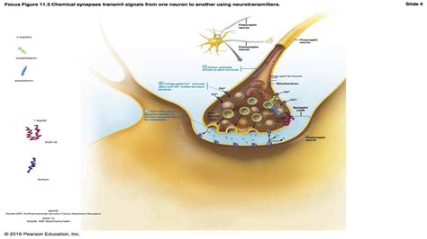 SNARE Proteins - YouTube