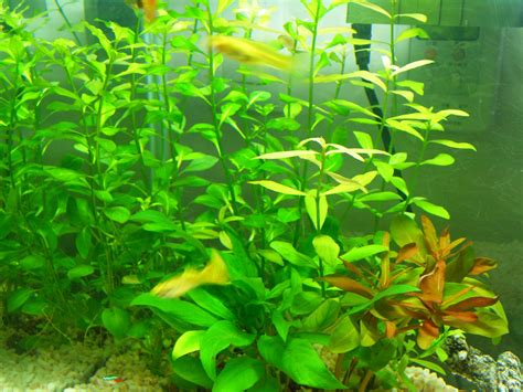 Details on growing Ludwigia repens in aquariums