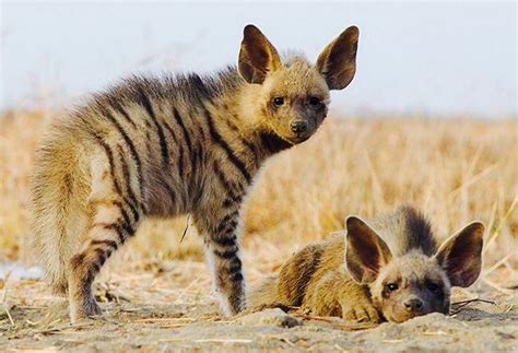 17 Best images about STRIKING STRIPED HYENAS on Pinterest | The indians ...