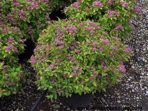 Magic Carpet Japanese Spirea – Wilson Nurseries