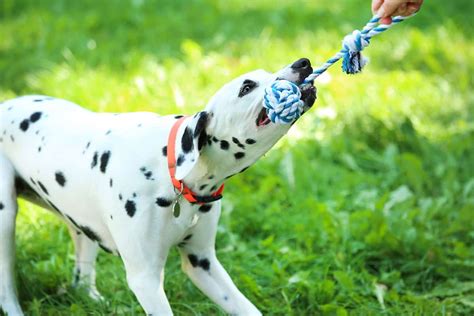 Dalmatians: Get to Know Regal Firehouse Dog - K9 Web