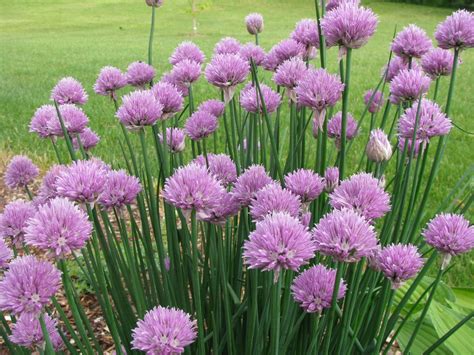 Allium schoenoprasum (Chives, Flowering Onion, Wild Chives) | North ...