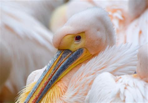 Pink Pelican by Aenea-Jones on DeviantArt