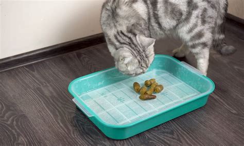 Cat Poop: Everything You've Ever Wanted to Know - Wiki Point